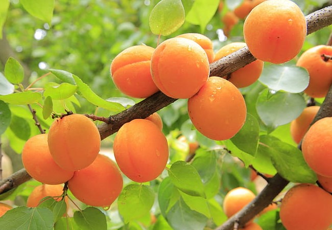HD-wallpaper-apricots-tree-fresh-fruits-food
